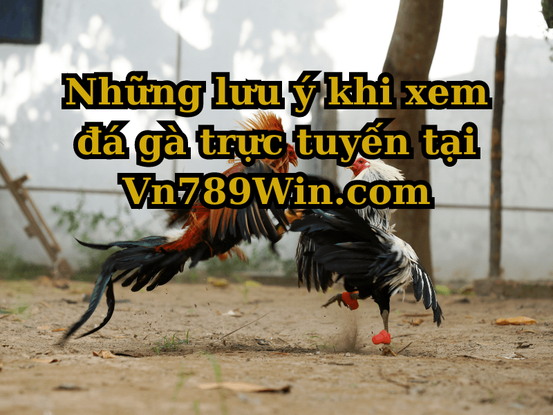 Những lưu ý khi xem đá gà trực tuyến tại 789WIN