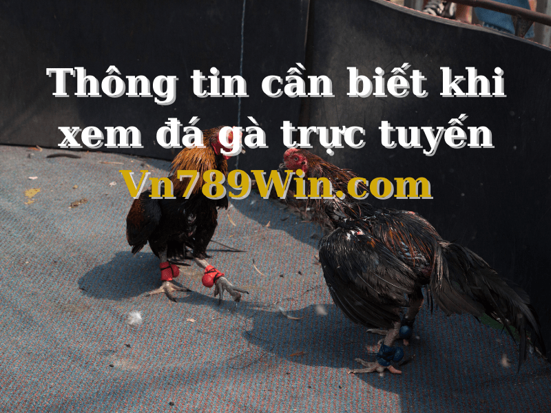 Thông tin cần biết khi xem đá gà trực tuyến cực hot tại 789WIN