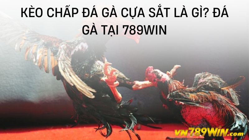 Kèo chấp đá gà cựa sắt là gì? Đá gà tại 789WIN