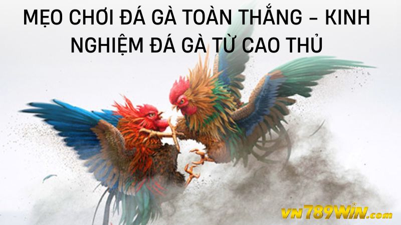 Một số kinh nghiệm chơi đá gà toàn thắng từ cao thủ