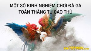 Mẹo Chơi Đá Gà Toàn Thắng - Kinh Nghiệm Đá Gà Từ Cao Thủ