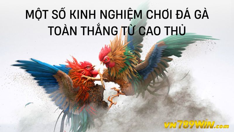 Mẹo Chơi Đá Gà Toàn Thắng - Kinh Nghiệm Đá Gà Từ Cao Thủ