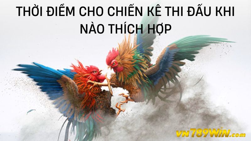 Thời điểm cho chiến kê thi đấu khi nào thích hợp