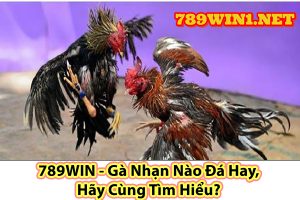 789WIN - Gà Nhạn Nào Đá Hay, Hãy Cùng Tìm Hiểu?