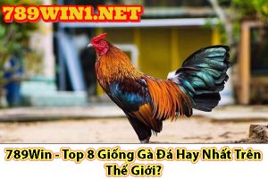 789Win - Top 6 Giống Gà Đá Hay Nhất Trên Thế Giới?