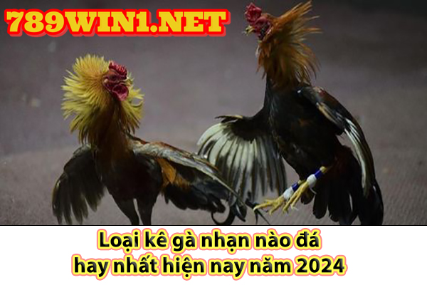 Loại kê gà nhạn nào đá hay nhất hiện nay năm 2024 