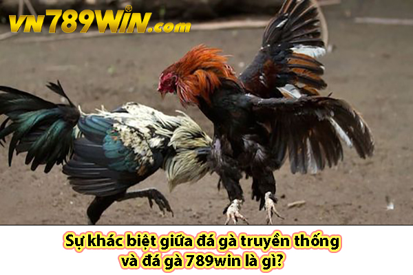 Sự khác biệt giữa đá gà truyền thống và đá gà 789win là gì?